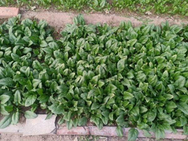 天龙配资 想让菠菜一茬接一茬吃不完？采收牢记“三不摘”，越摘越长！